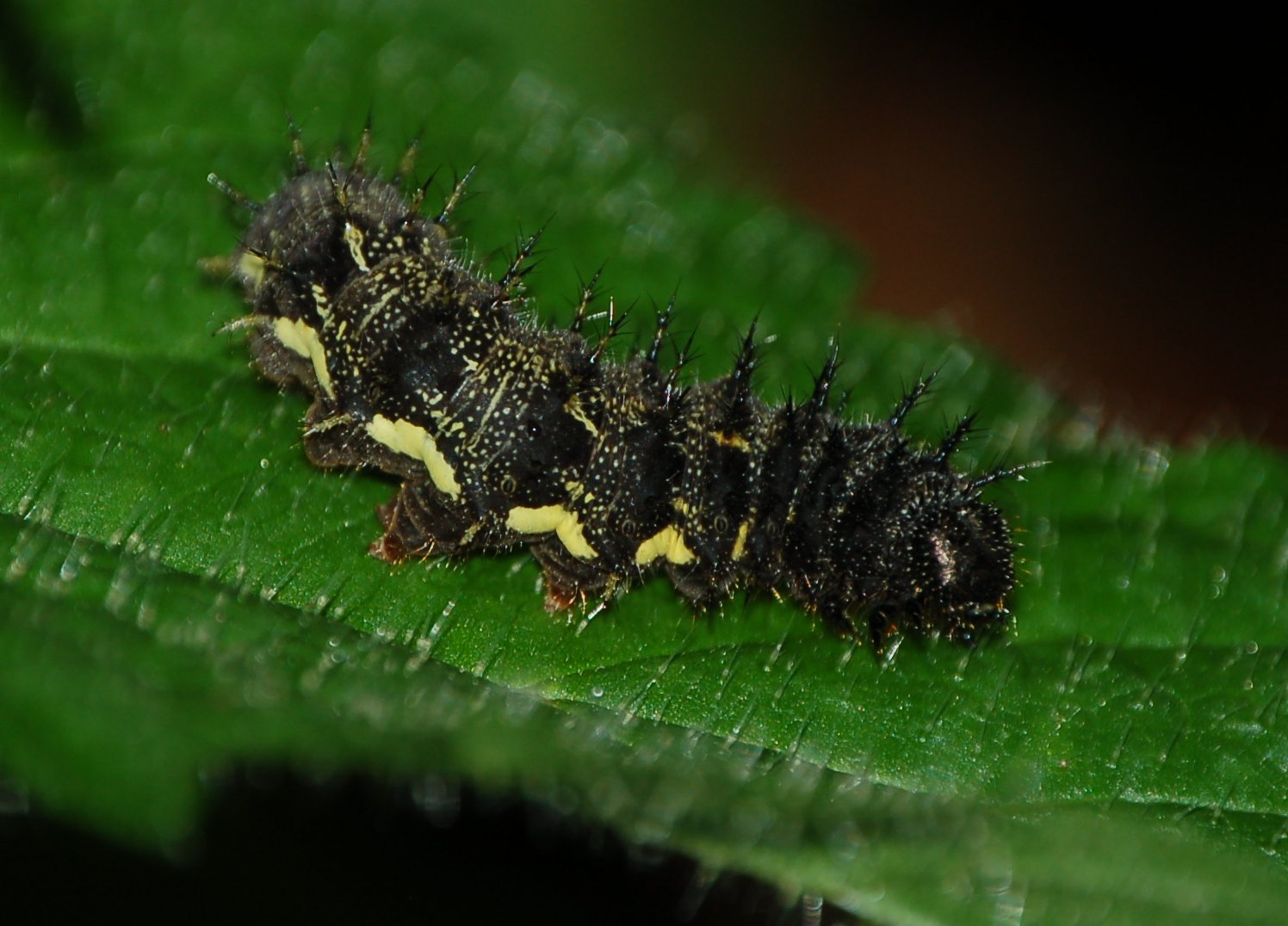 bruco di Vanessa atalanta