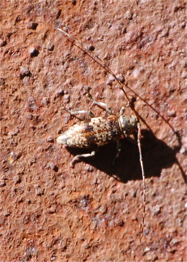 Leiopus nebulosus (Cerambycidae) e Trichius fasciatus (Cetoniidae)