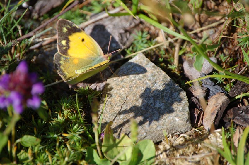 Ad ali aperte - Colias crocea