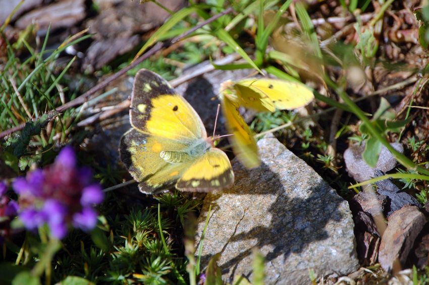 Ad ali aperte - Colias crocea