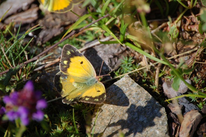 Ad ali aperte - Colias crocea