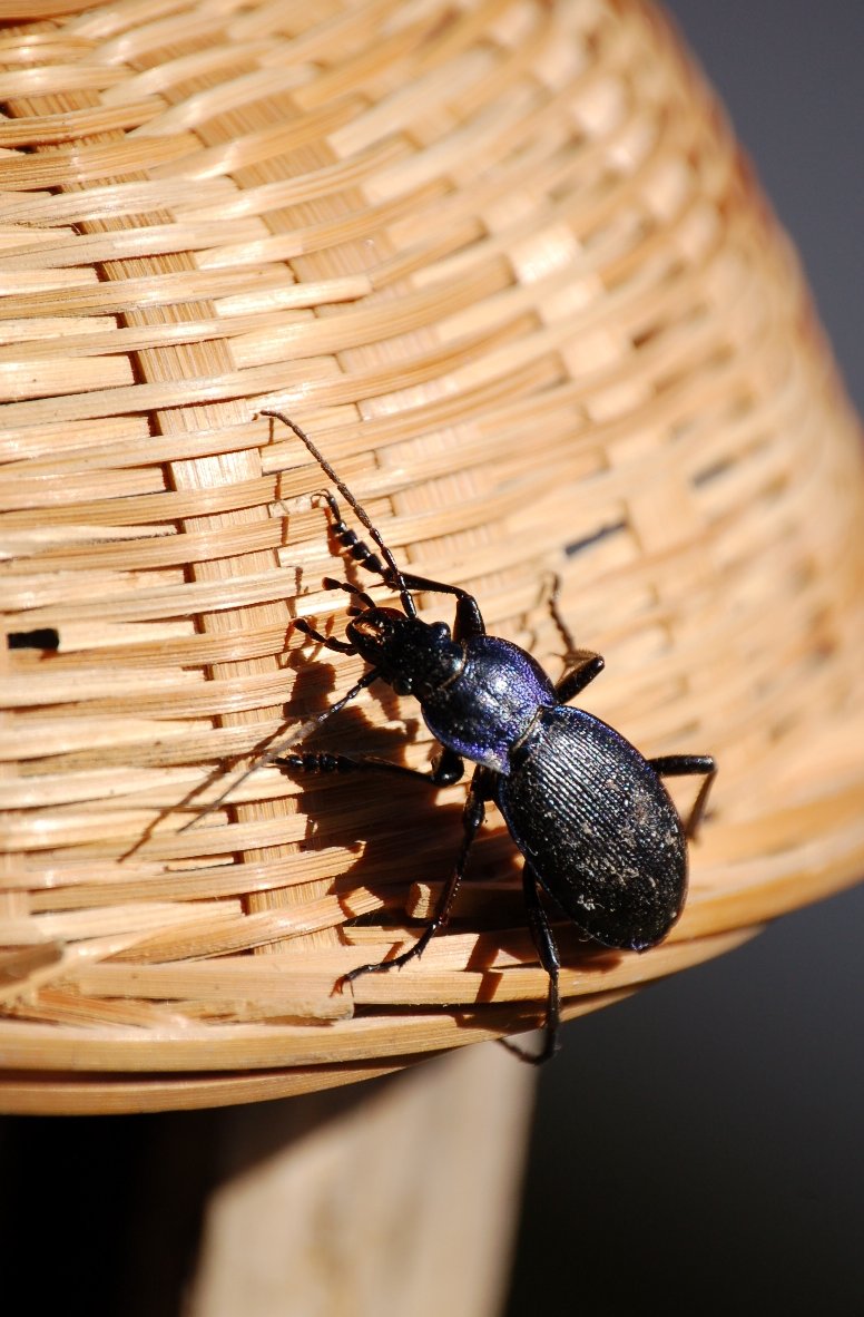 Carabidi (credo) - Carabus problematicus