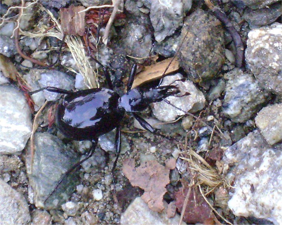 ... e un carabide (?) lucidato a specchio - Cychrus italicus