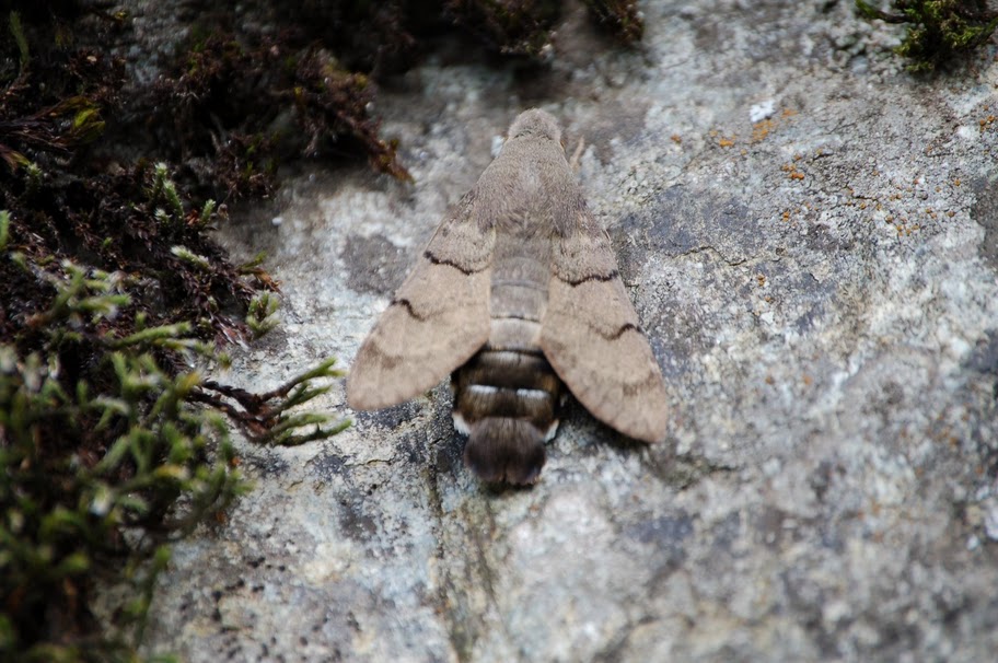 semplice falena? - Macroglossum stellatarum