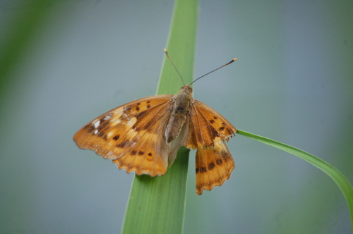 Apatura ilia forma clytie