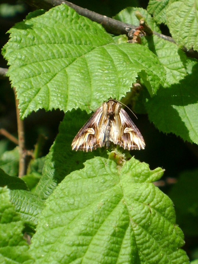 Falena (per me) sconosciuta - Actinotia polyodon