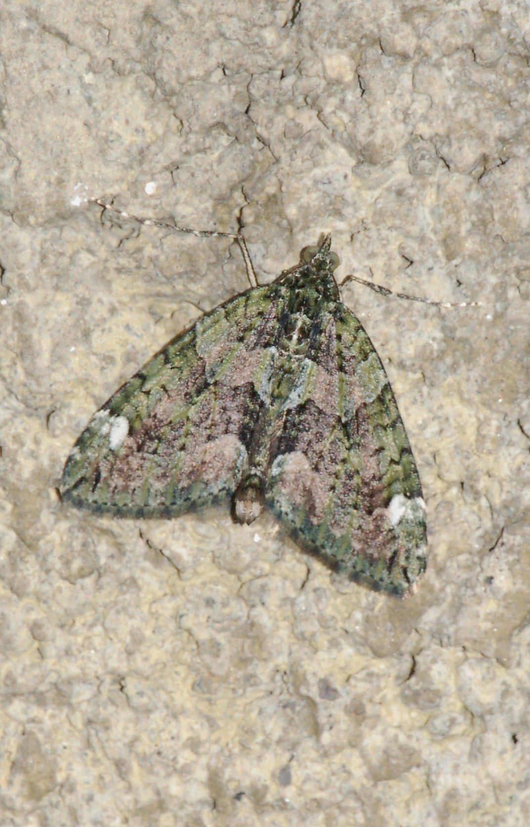 Chloroclysta siterata