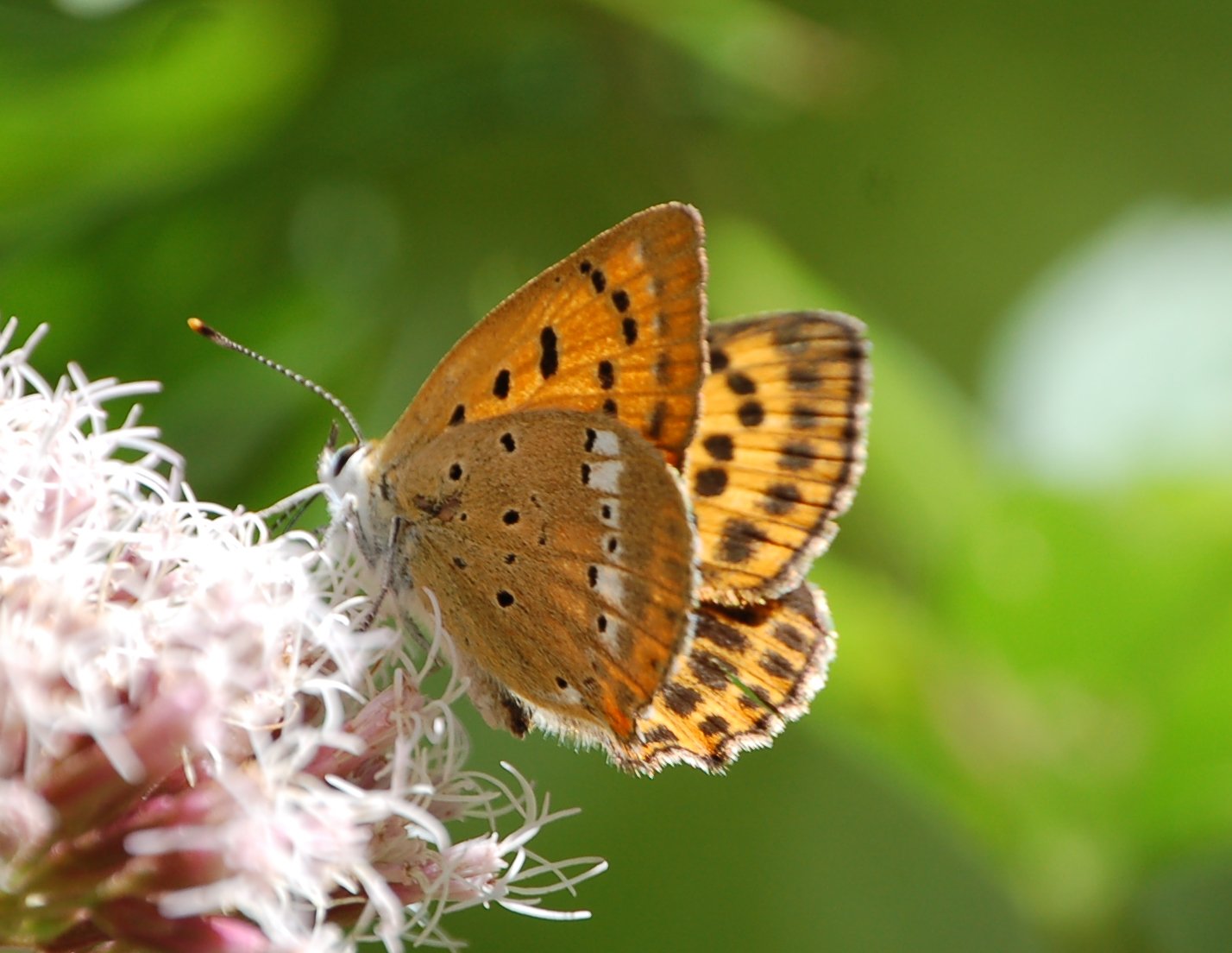 Lycaena virgaureae