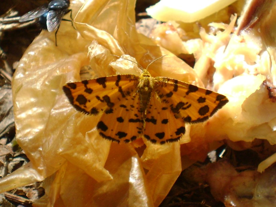 farfalletta da id - Pseudopanthera macularia