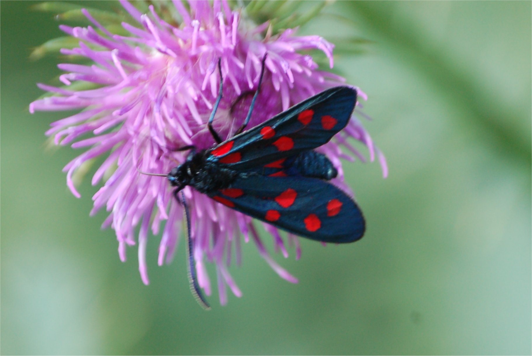 Prime schiusure di Zigene: Zygaena filipendulae