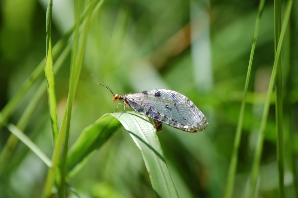 Osmylus fulvicephalus (Planipennia Osmylidae)