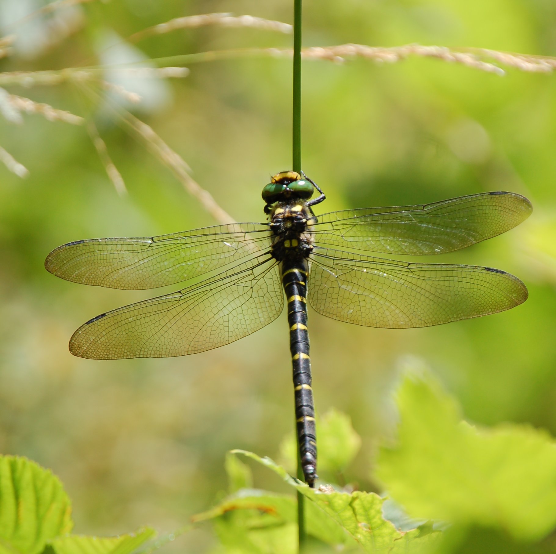 libellula anomala