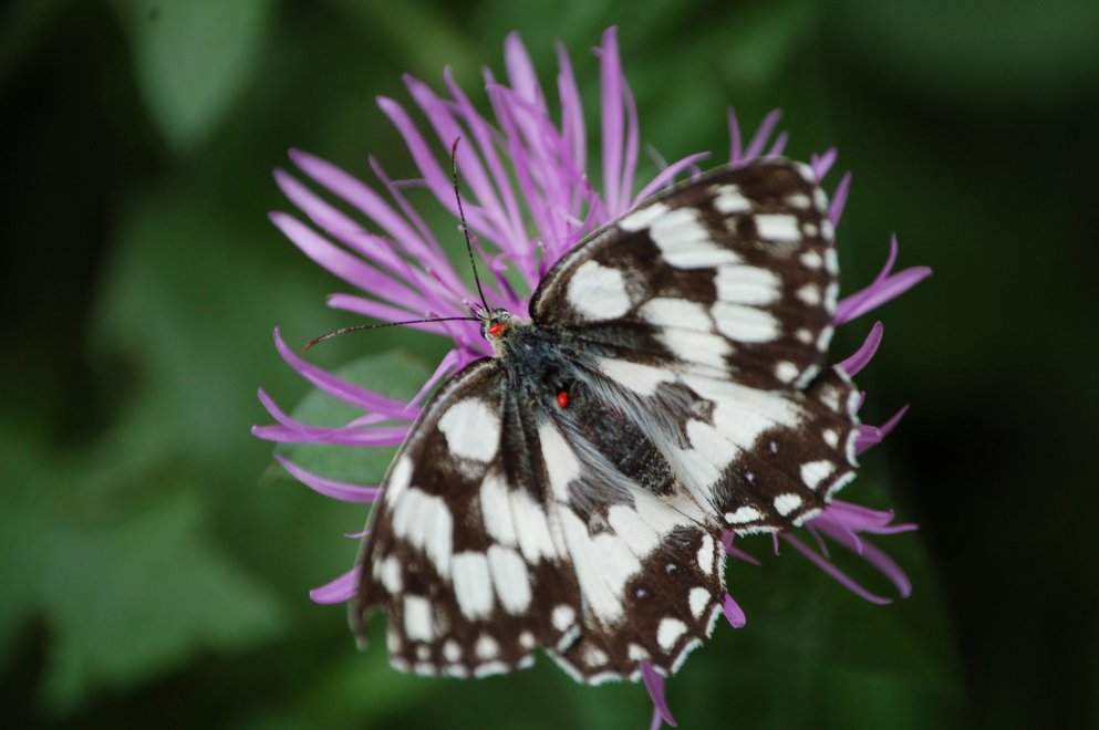 Melanargia galathea parassitata (credo)