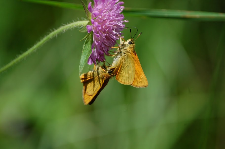 Thymelicus sp. - No, Ochlodes sylvanus