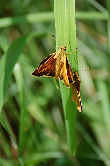 Thymelicus sp. - No, Ochlodes sylvanus