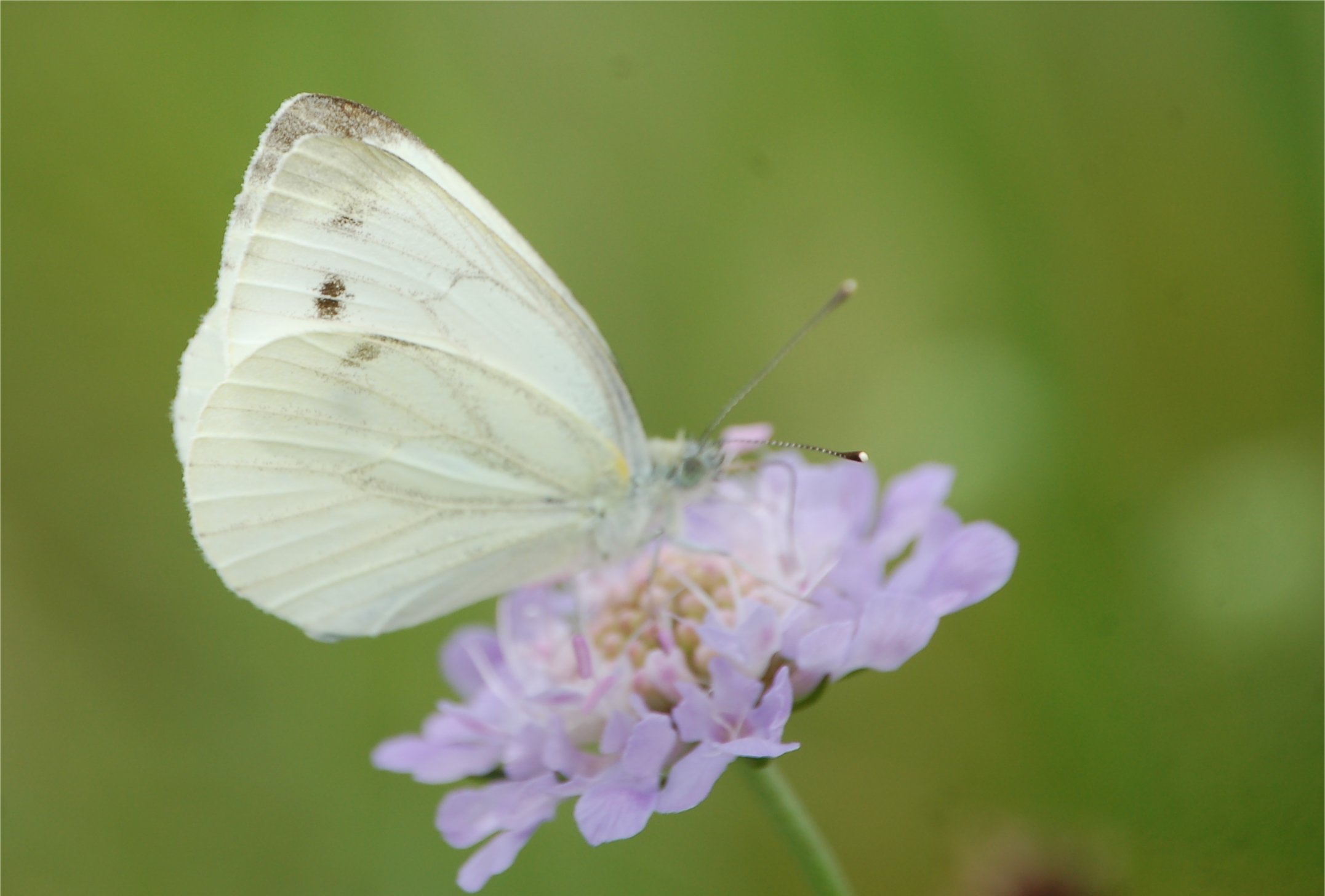 Pieris e poi?