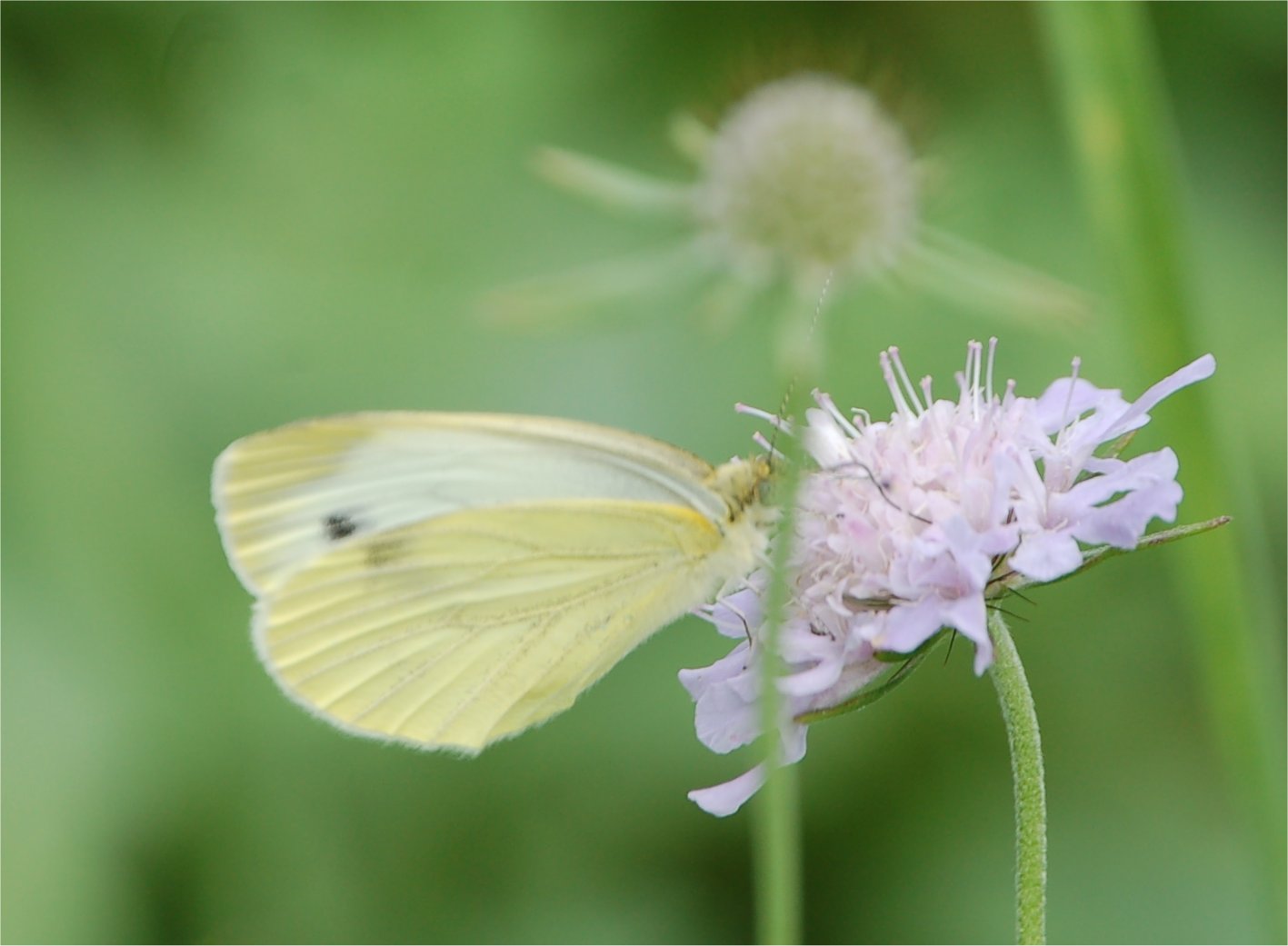 Pieris e poi?