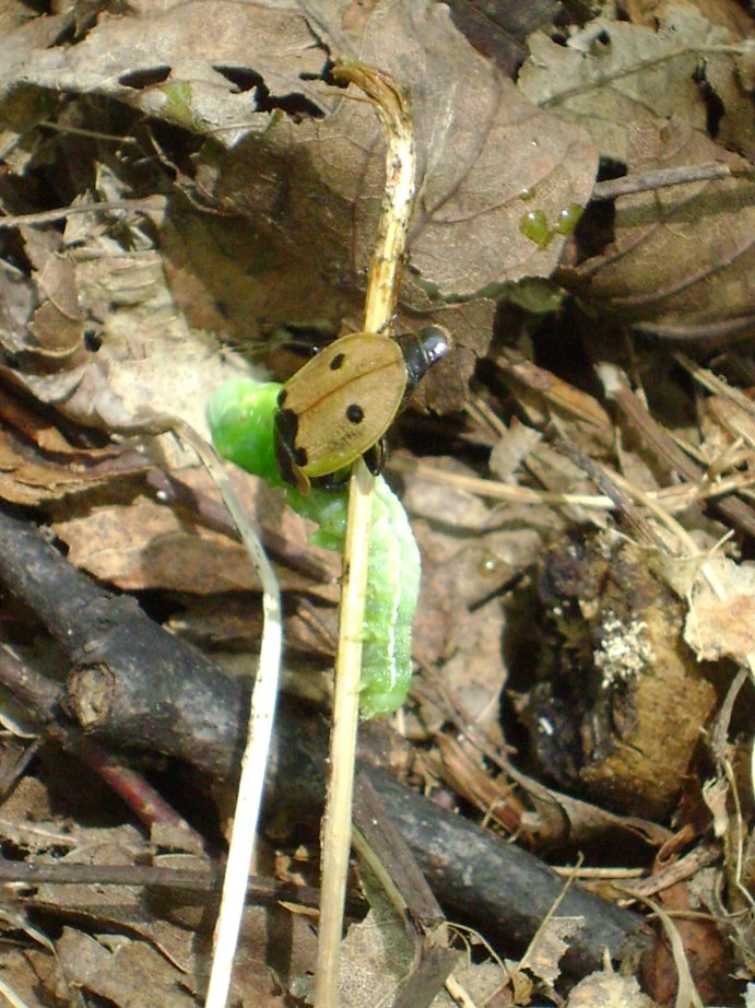 Galleria di insetti predatori e loro prede