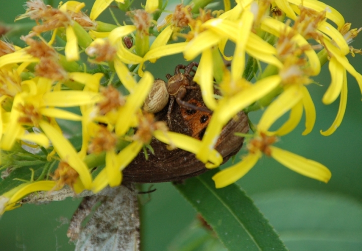 Altre (per me) novit (Thomisidae e Araneidae)