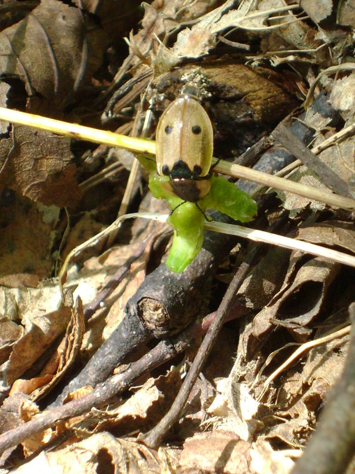 Chi  la belva? Dendroxena quadrimaculata