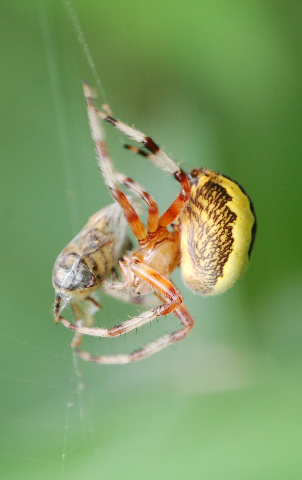Altre (per me) novit (Thomisidae e Araneidae)