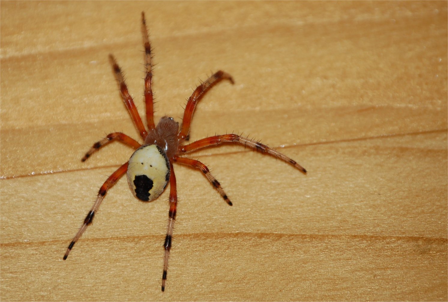 Araneus marmoreus var. pyramidatus