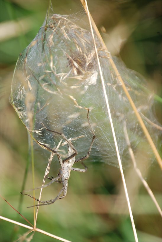 Pisaura mirabilis