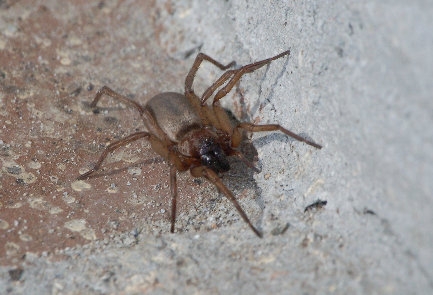 probabili Leiobunum sp ; Drassodes sp. e Amaurobius ferox