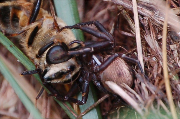predazione di un''ape: Xysticus sp.