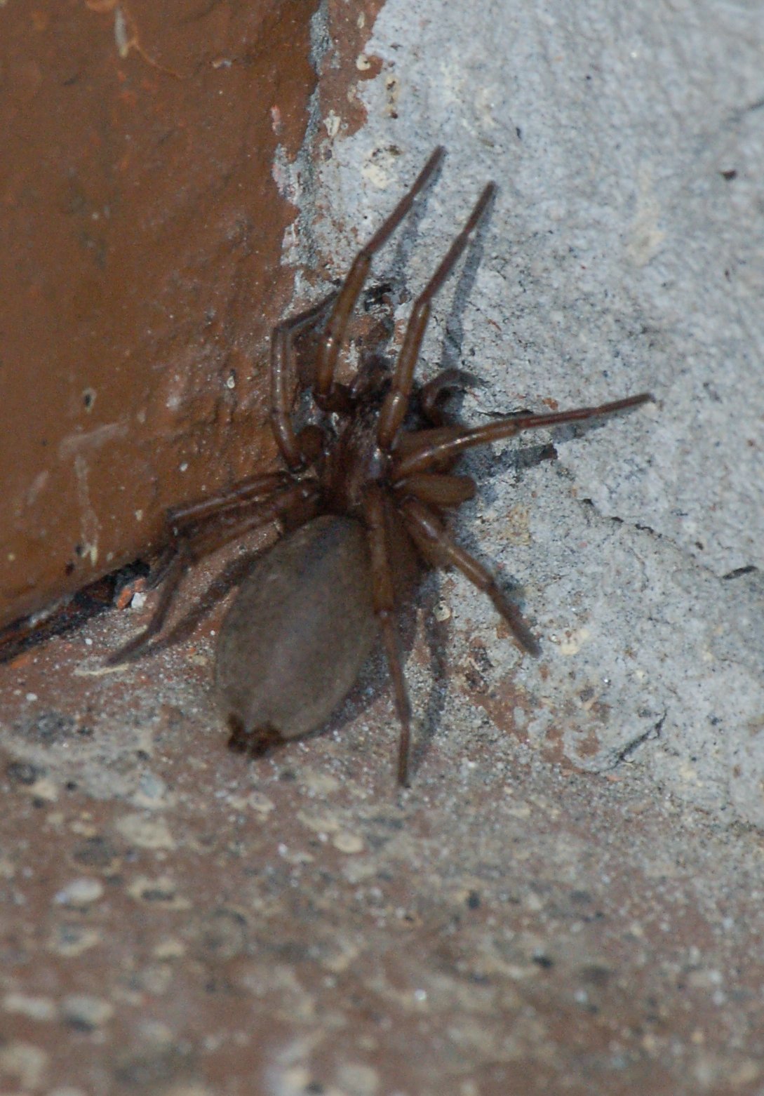 probabili Leiobunum sp ; Drassodes sp. e Amaurobius ferox