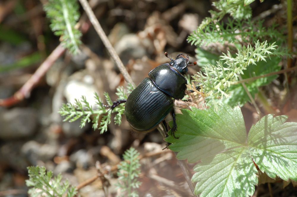 Coleottero dell''alta Valle: Geotrupes stercorarius