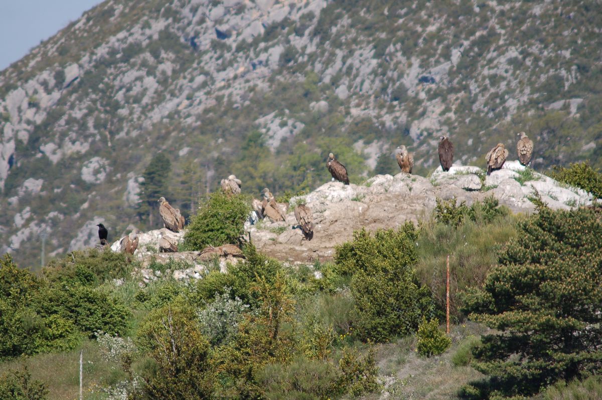 Ieri nel Verdon