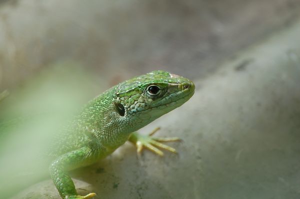 Ramarri