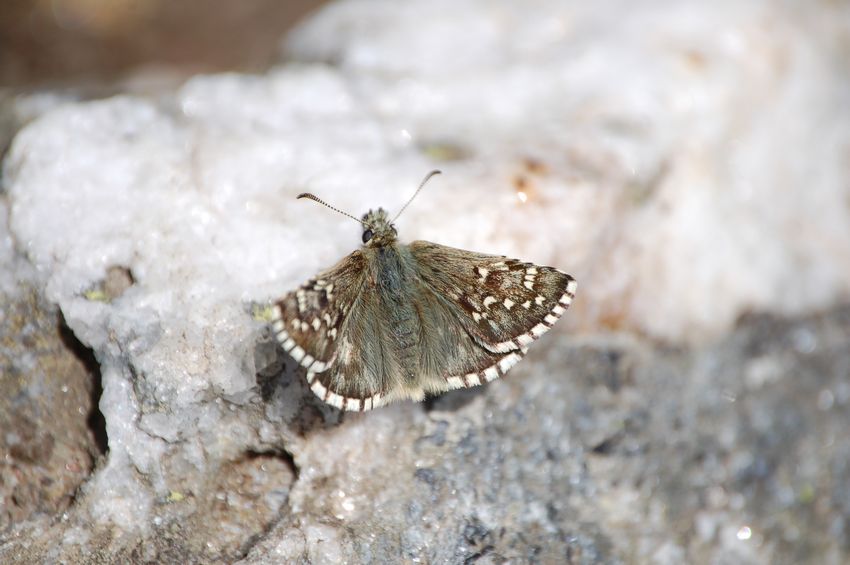 alla ricerca dell''Erebia flavofasciata