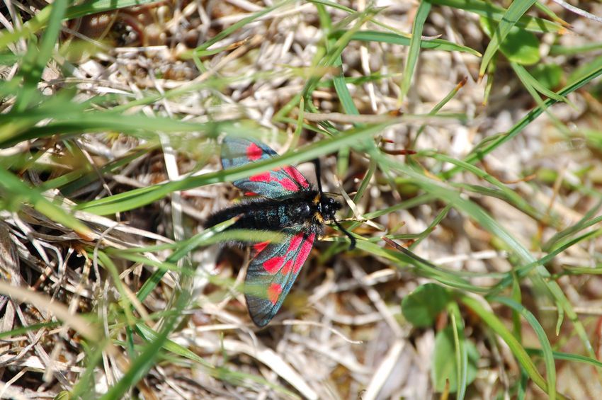 alla ricerca dell''Erebia flavofasciata