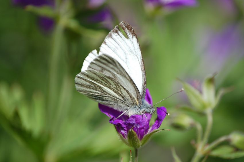 alla ricerca dell''Erebia flavofasciata