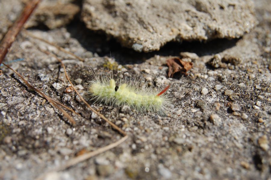 piccolo bruco da determinare - Calliteara pudibunda
