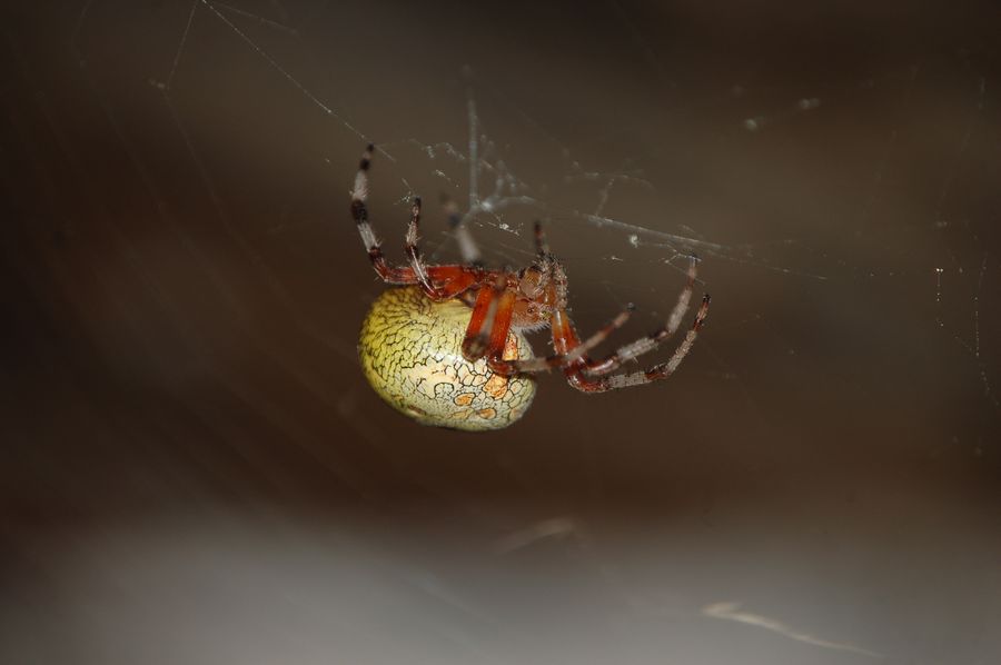 Araneus marmoreus