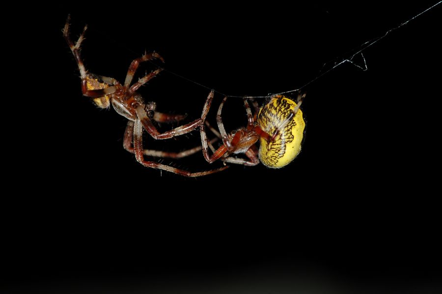 Araneus marmoreus