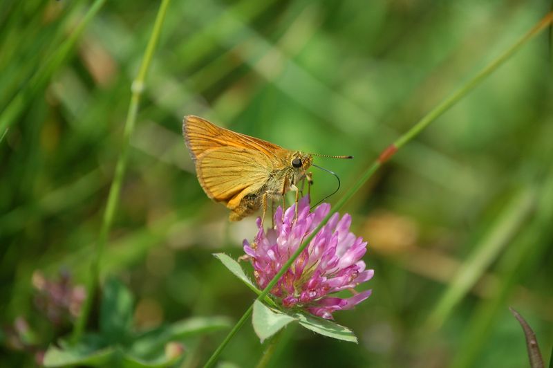 Thymelicus sp. - No, Ochlodes sylvanus