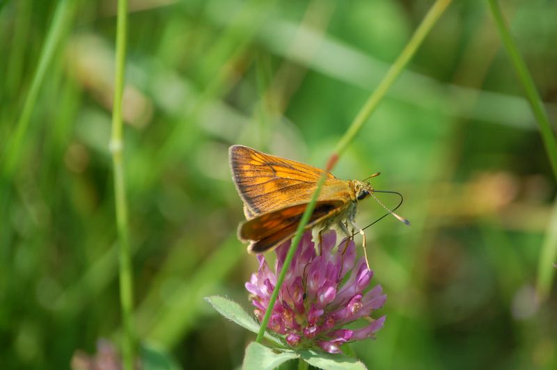 Thymelicus sp. - No, Ochlodes sylvanus