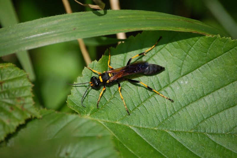 femmina di Sceliphron caementarium
