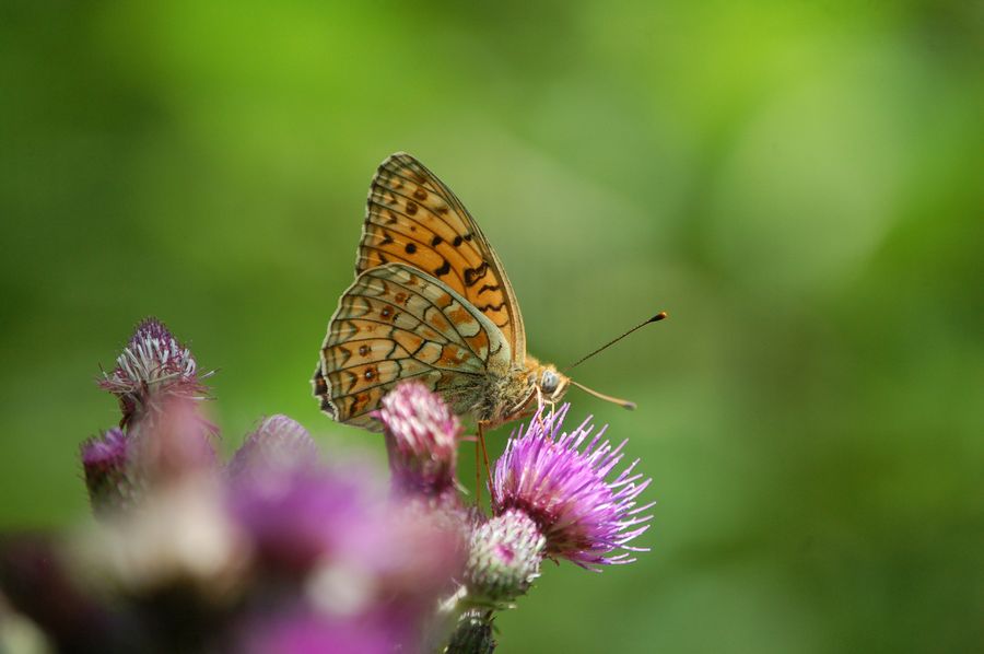 Argynnis adippe