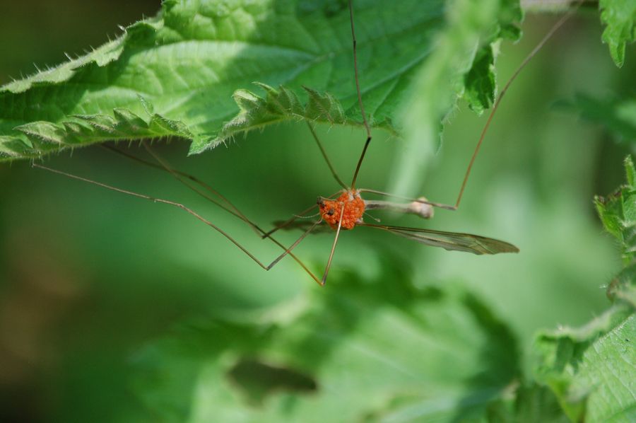 tipula assassinata