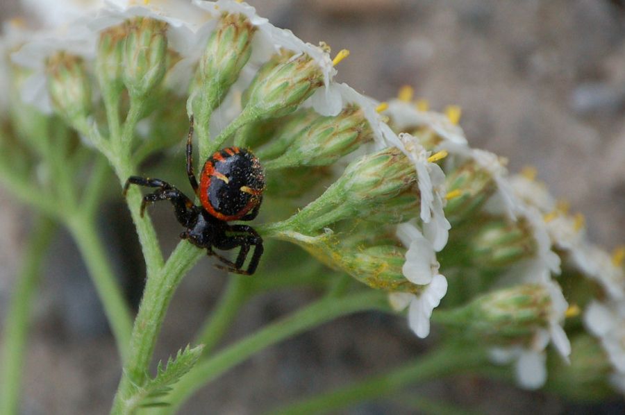 Synema globosum