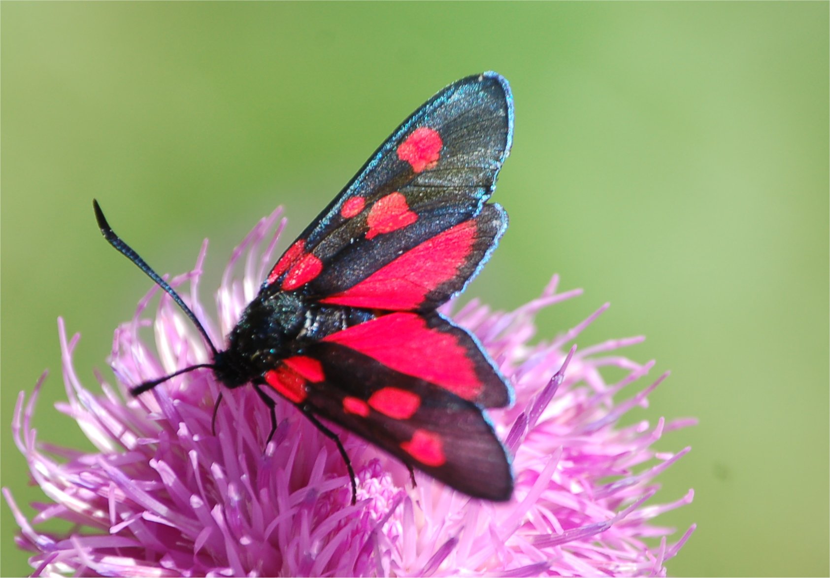 Prime schiusure di Zigene: Zygaena filipendulae