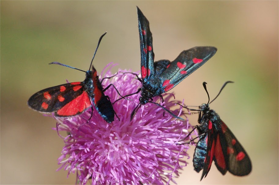 zygaena lonicera?