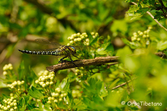 Identificazione - Brachytron pratense