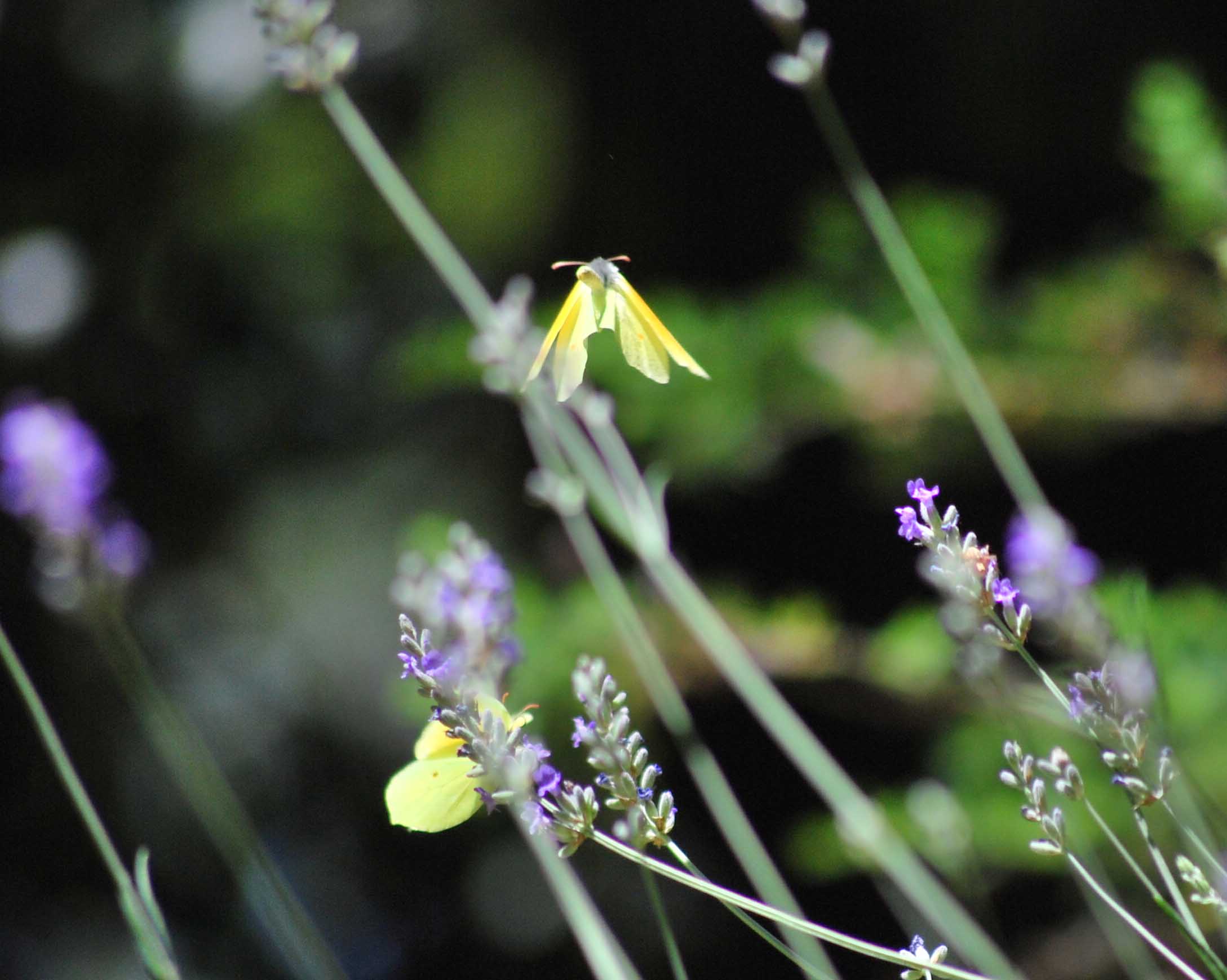 Gonepteryx cleopatra in volo