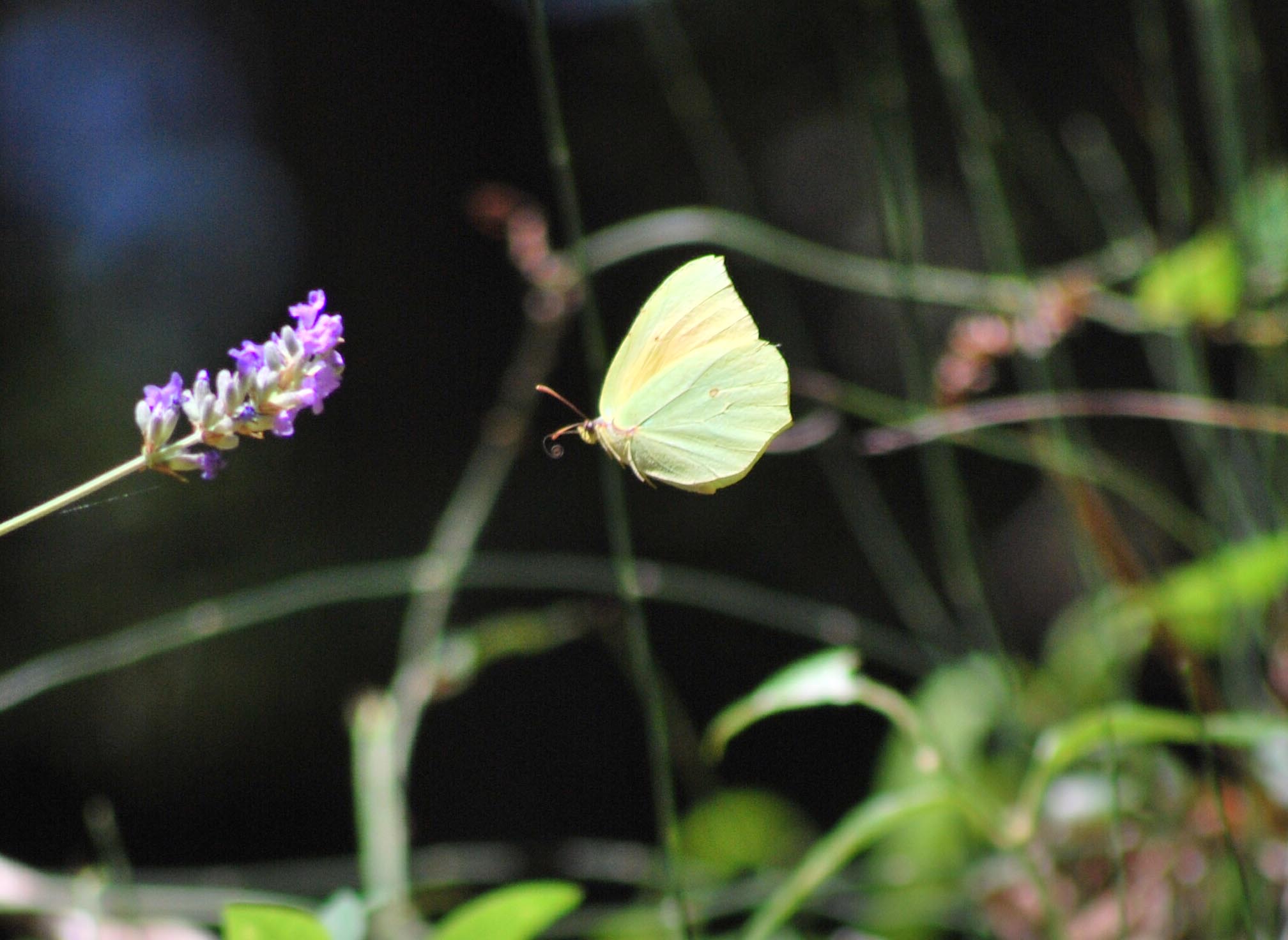 Gonepteryx cleopatra in volo